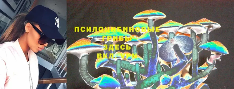 Псилоцибиновые грибы Psilocybine cubensis  omg tor  Нижний Ломов 